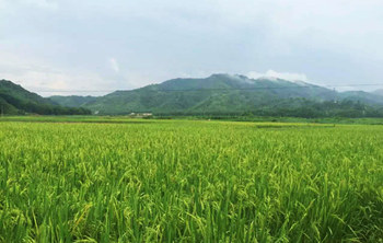 田園風(fēng)光