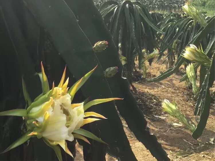 火龍果園